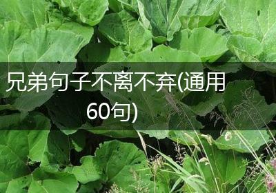 兄弟句子不离不弃(通用60句)