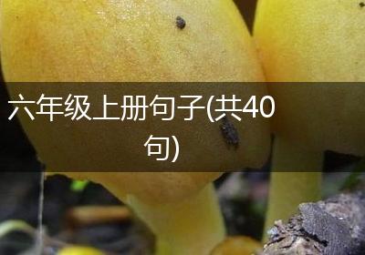 六年级上册句子(共40句)