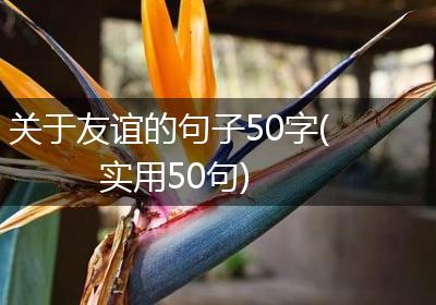 关于友谊的句子50字(实用50句)