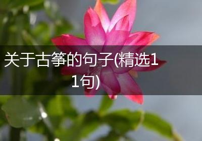 关于古筝的句子(精选11句)