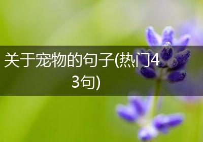 关于宠物的句子(热门43句)
