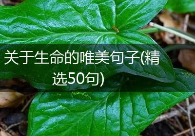 关于生命的唯美句子(精选50句)