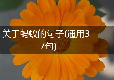 关于蚂蚁的句子(通用37句)