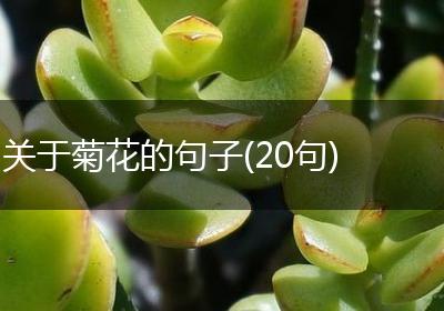 关于菊花的句子(20句)
