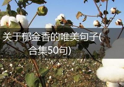 关于郁金香的唯美句子(合集50句)