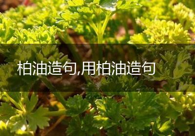 柏油造句,用柏油造句