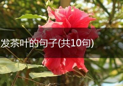 发茶叶的句子(共10句)