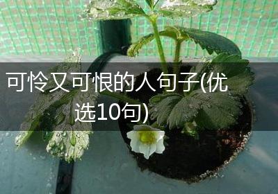 可怜又可恨的人句子(优选10句)