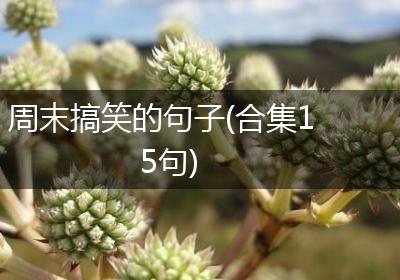 周末搞笑的句子(合集15句)