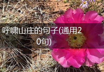 呼啸山庄的句子(通用20句)