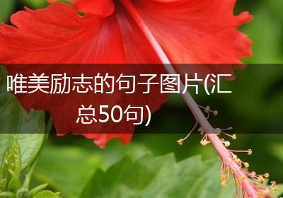 唯美励志的句子图片(汇总50句)
