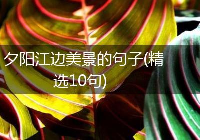 夕阳江边美景的句子(精选10句)