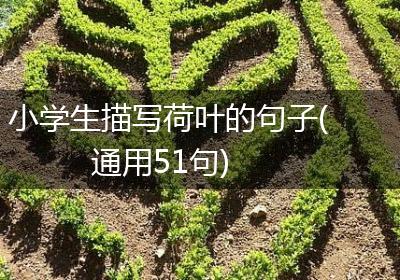 小学生描写荷叶的句子(通用51句)