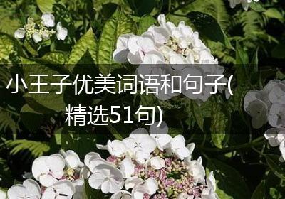 小王子优美词语和句子(精选51句)