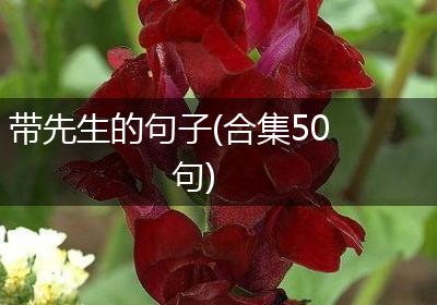 带先生的句子(合集50句)