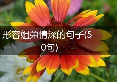形容姐弟情深的句子(50句)