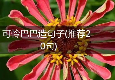 可怜巴巴造句子(推荐20句)
