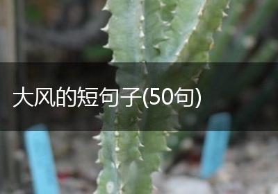 大风的短句子(50句)