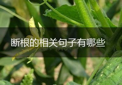 断根的相关句子有哪些