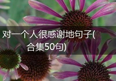 对一个人很感谢地句子(合集50句)