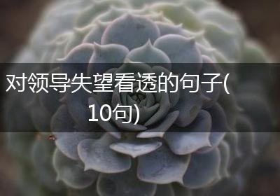 对领导失望看透的句子(10句)