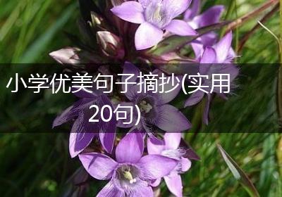 小学优美句子摘抄(实用20句)