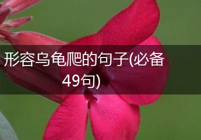 形容乌龟爬的句子(必备49句)