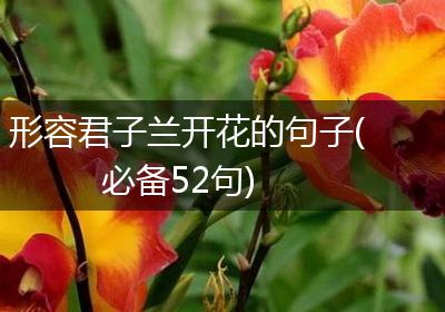 形容君子兰开花的句子(必备52句)