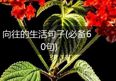 向往的生活句子(必备60句)