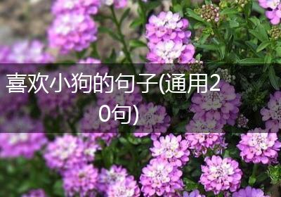 喜欢小狗的句子(通用20句)