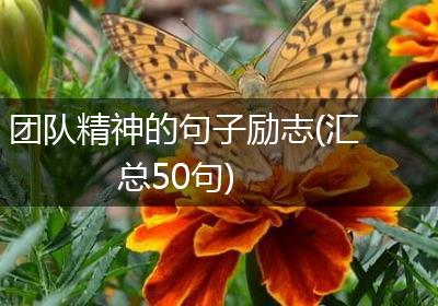 团队精神的句子励志(汇总50句)