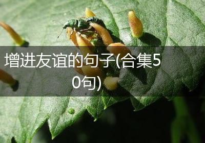 增进友谊的句子(合集50句)