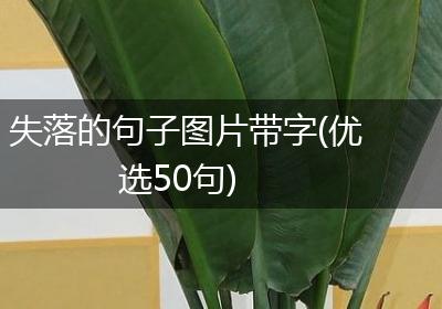 失落的句子图片带字(优选50句)