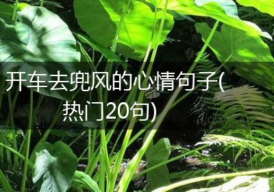 开车去兜风的心情句子(热门20句)