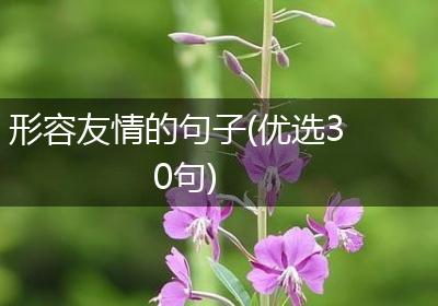 形容友情的句子(优选30句)
