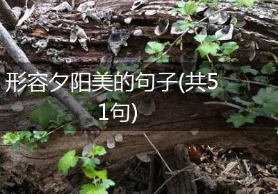 形容夕阳美的句子(共51句)