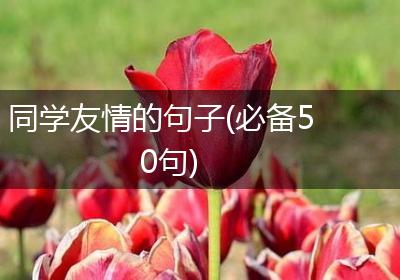 同学友情的句子(必备50句)