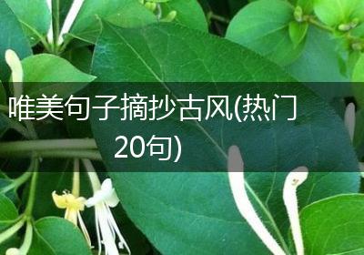 唯美句子摘抄古风(热门20句)