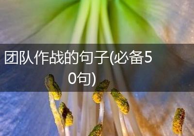 团队作战的句子(必备50句)
