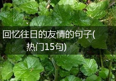 回忆往日的友情的句子(热门15句)
