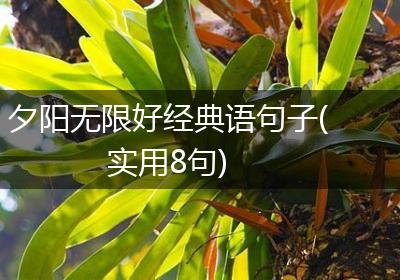 夕阳无限好经典语句子(实用8句)