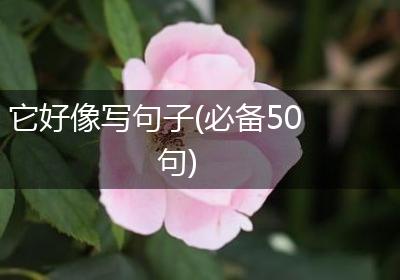 它好像写句子(必备50句)