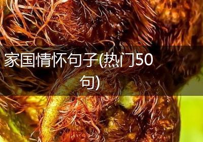 家国情怀句子(热门50句)
