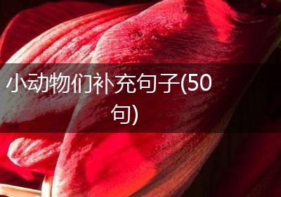 小动物们补充句子(50句)