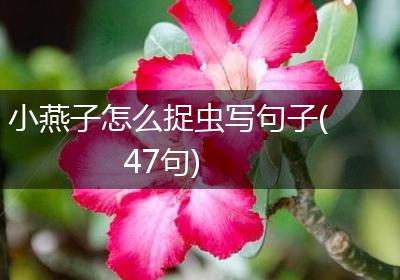 小燕子怎么捉虫写句子(47句)