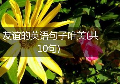 友谊的英语句子唯美(共10句)