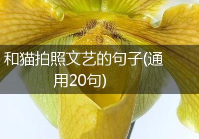 和猫拍照文艺的句子(通用20句)