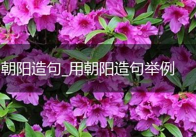 朝阳造句_用朝阳造句举例