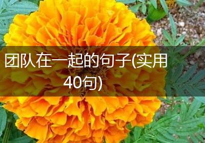 团队在一起的句子(实用40句)