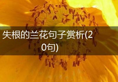 失根的兰花句子赏析(20句)